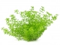 Preview: Hemianthus glomeratus - Zierliches Perlenkraut